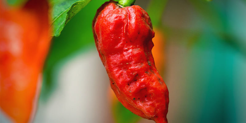 Börja med en riktigt stark chilisort (SHU) Start With The Hottest Chilli Pepper Variety (SHU)