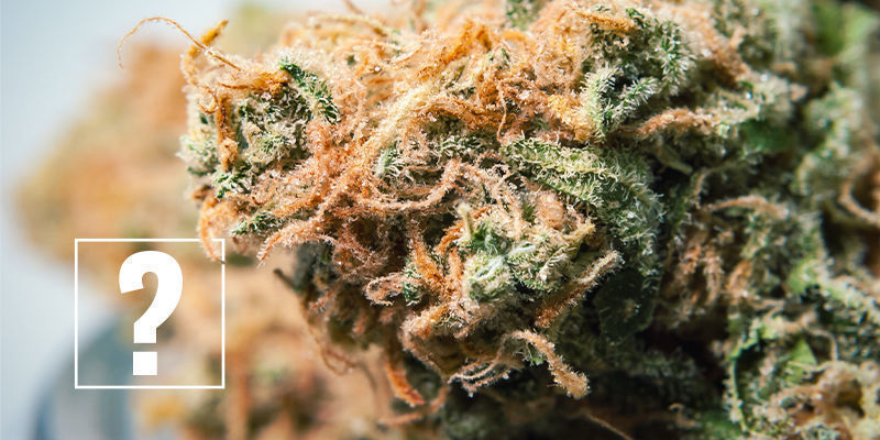 Bör du oroa dig för cannabisallergi? Should You Be Worried About Cannabis Allergies?