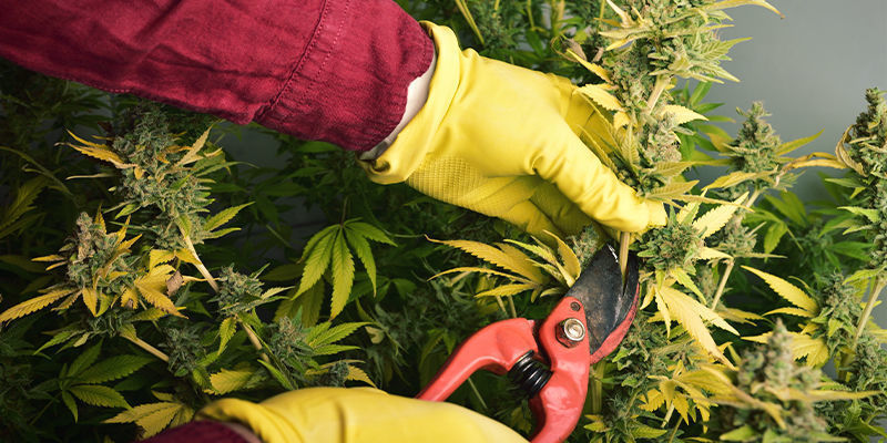 Vad orsakar en allergisk reaktion mot cannabis? Vad orsakar en allergisk reaktion mot cannabis?