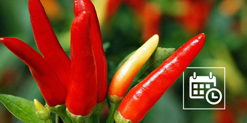 Odla chiliplantor inomhus året runt Odla chiliplantor inomhus året runt