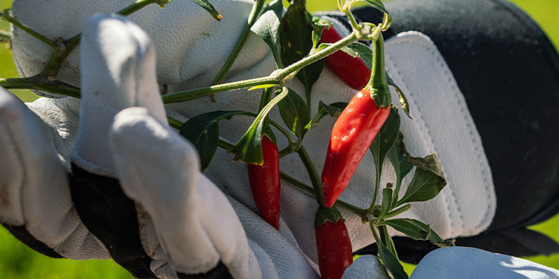 Skörd Harvest