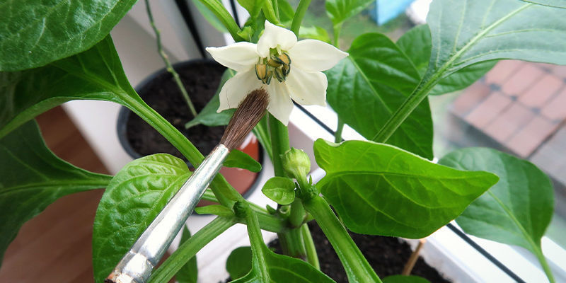 Tips för att odla stark chili inomhus Tips For Growing Hot Chillis Indoors