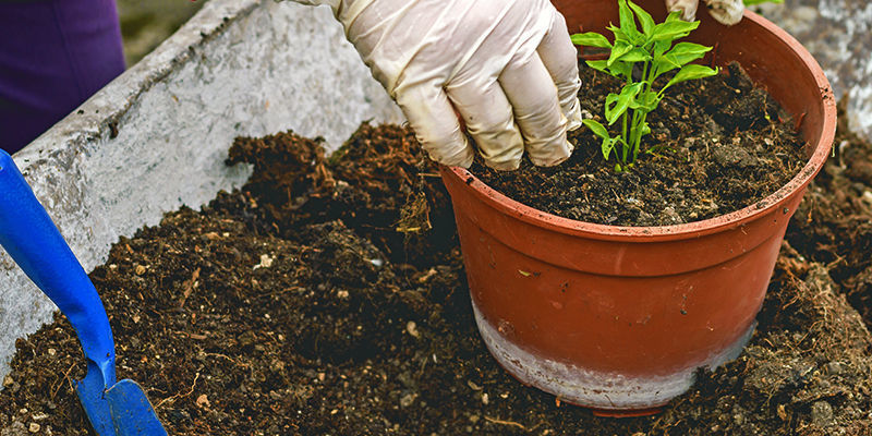 Omplantering Transplanting