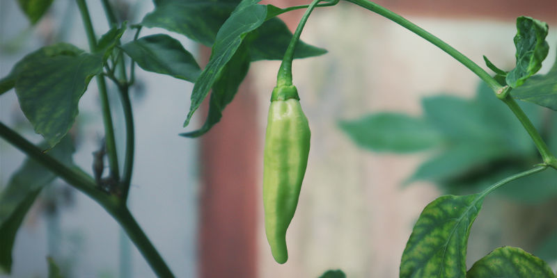 Vilka heta chilifrukter är bäst att odla inomhus? Vilka heta chilifrukter är bäst att odla inomhus?