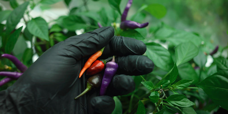 När du ska plocka paprika eller chili When to pick peppers or chilies
