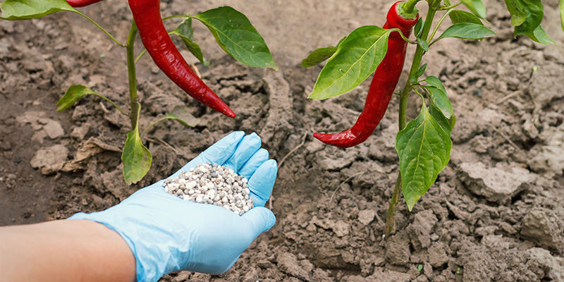 Så gödslar du chiliplantor Så gödslar du chiliplantor