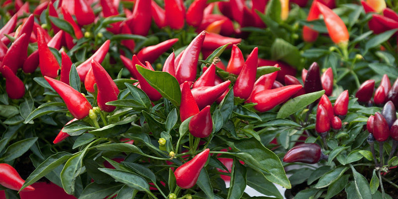 Håll noggrann koll på dina chiliplantor Håll noggrann koll på dina chiliplantor