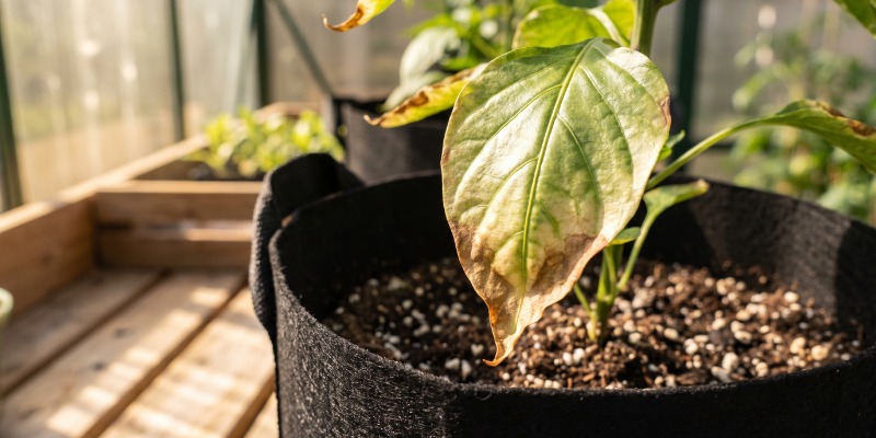 Tips f&ouml;r g&ouml;dsling av chiliplantor