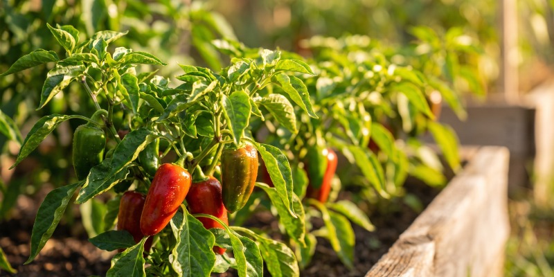 S&aring; g&ouml;dslar du chiliplantor