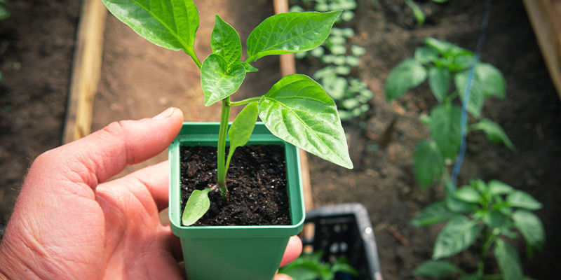 Avhärda dina chiliplantor Avhärda dina chiliplantor