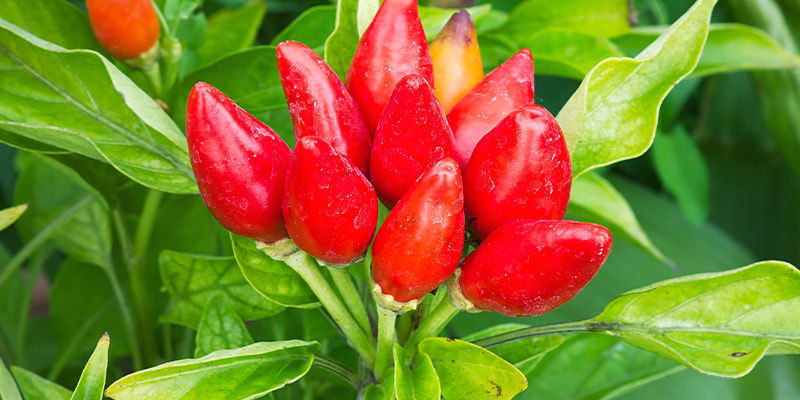 Välja rätt paprika Picking The Perfect Pepper