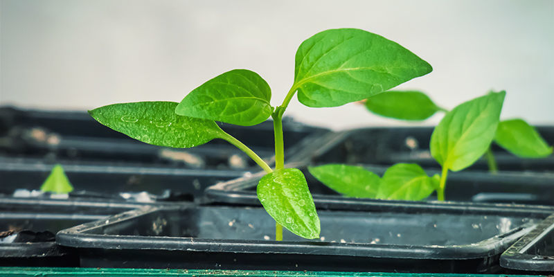 Starta chilipepparplantor inomhus Start Hot Pepper Plants Indoors