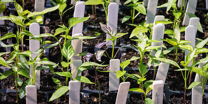 Tips för att odla chili utomhus Tips For Outdoor Hot Pepper Growing
