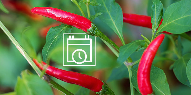 När ska du börja odla starka chiliplantor utomhus? När ska du börja odla starka chiliplantor utomhus?