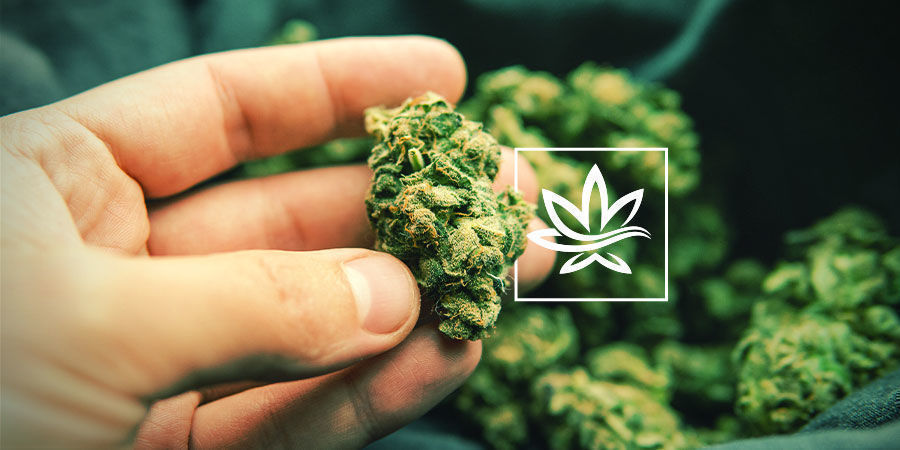 Andra föreningar i cannabis Other Compounds In Cannabis