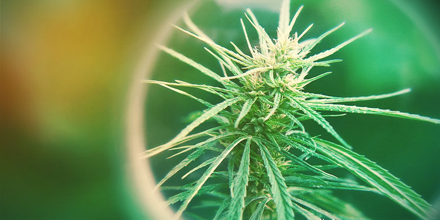 Vad är totala aktiva cannabinoider (TAC)? Vad är totala aktiva cannabinoider (TAC)?