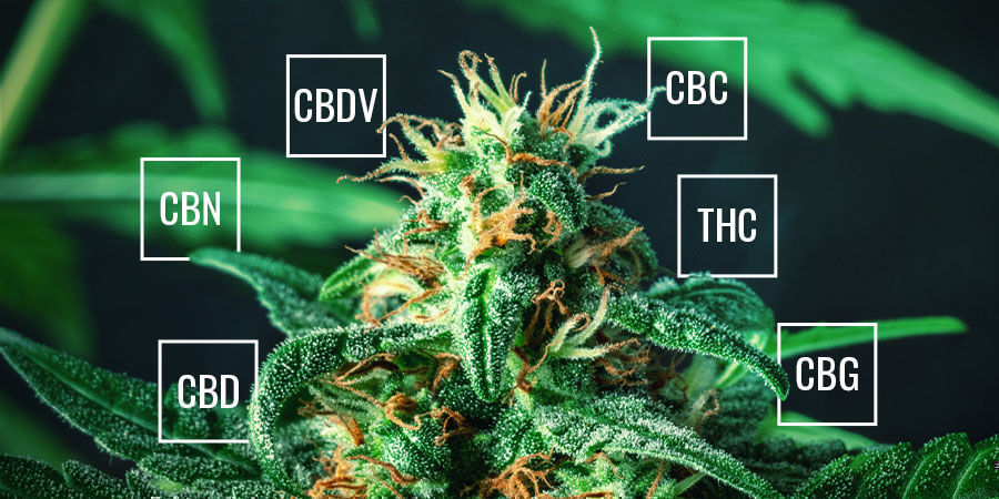 Vilka cannabinoider finns i cannabis? Vilka cannabinoider finns i cannabis?