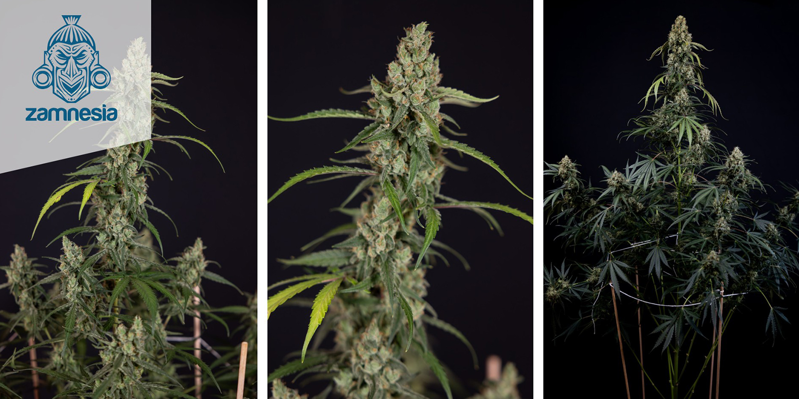 Black Diamond Autoflower Black Diamond Autoflower