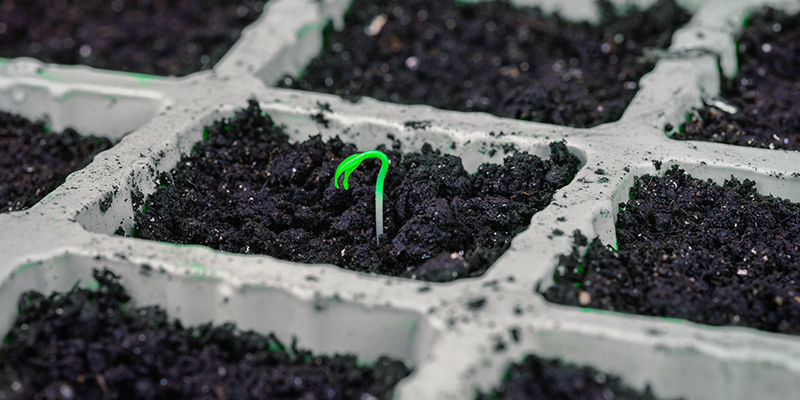Groning Germination