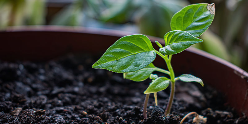 Hantera småplantor Managing Seedlings