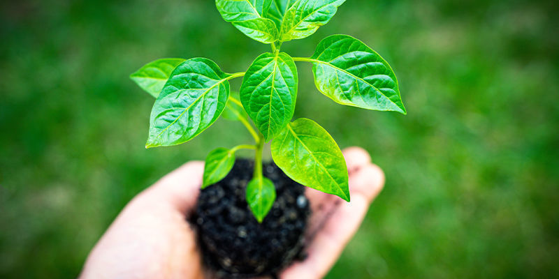 Omplantering Transplanting