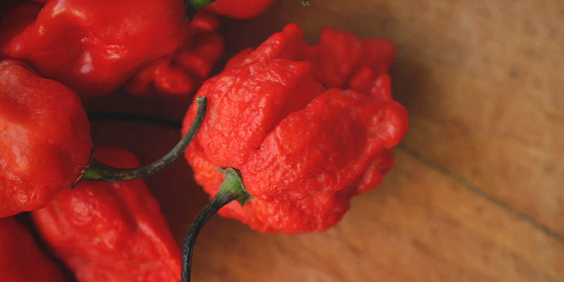 Är du redo för Carolina Reaper? Är du redo för Carolina Reaper?
