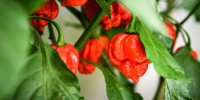Så odlar du Carolina Reaper How To Grow Carolina Reaper