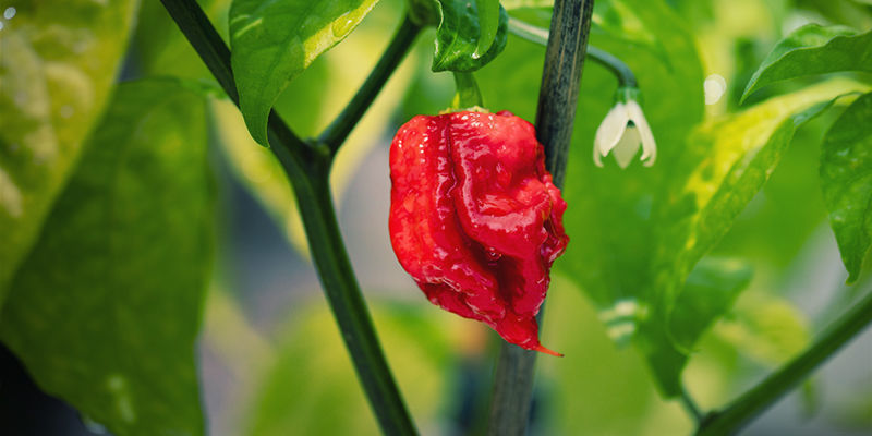 Vad är Carolina Reaper? Vad är Carolina Reaper?