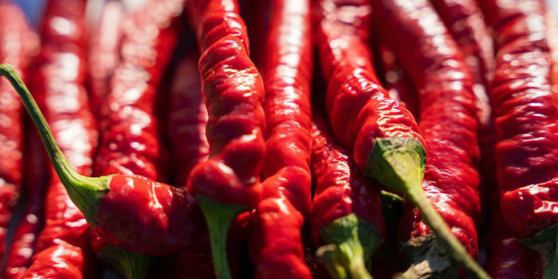 Odla Cayenne Long Slim-chili: är det värt det? Odla Cayenne Long Slim-chili: är det värt det?