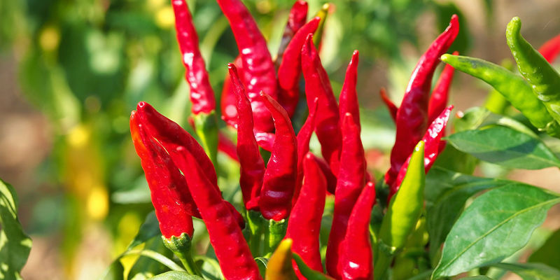 Odla Cayenne Long Slim: Steg Growing Cayenne Long Slim: Steps