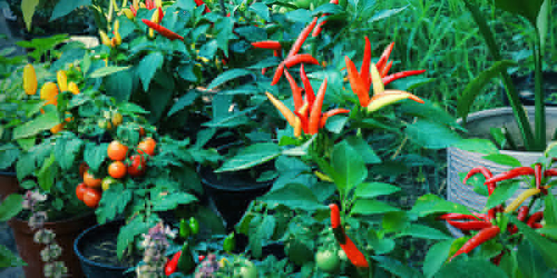 Så förebygger du skadedjur på chilipepparplantor Så förebygger du skadedjur på chilipepparplantor
