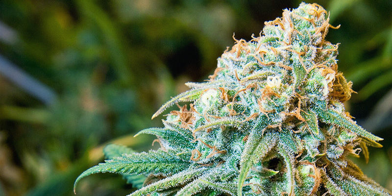 Skunk #1 Skunk #1