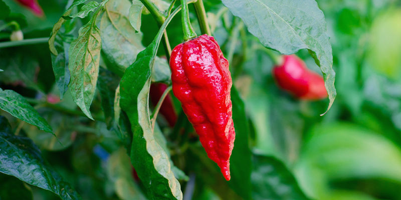 Ta kontroll över dina chiliplantor Ta kontroll över dina chiliplantor