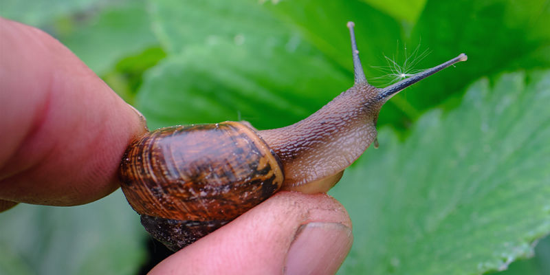 Bli av med skadedjur på växter naturligt Getting Rid Of Plant Pests Naturally