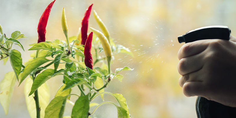 Så använder du naturliga bekämpningsmedel på chiliplantor How To Use Natural Pesticides On Chilli Plants