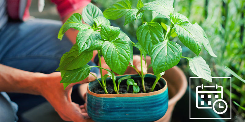 När ska man avhärda starka chiliplantor? När ska man avhärda starka chiliplantor?