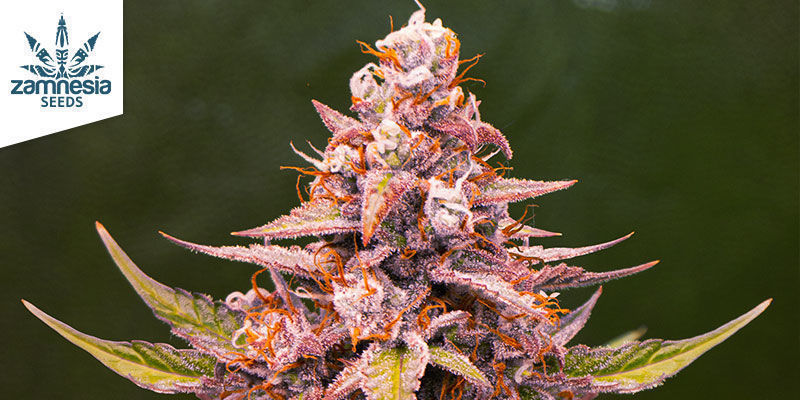 Egenskaper hos Pink Rozay Characteristics Of Pink Rozay