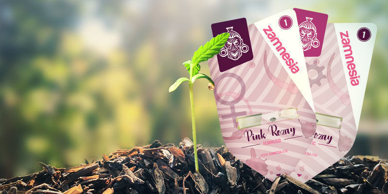Så odlar du Pink Rozay How To Grow Pink Rozay