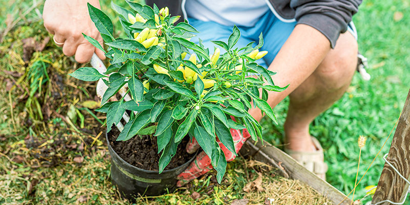 Går det att omplantera chilipeppar som redan bär frukt? Går det att omplantera chilipeppar som redan bär frukt?