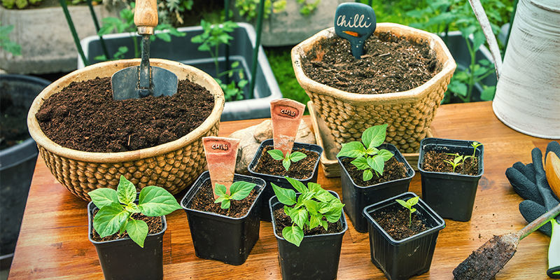 Så planterar du om chili i större krukor Så planterar du om chili i större krukor