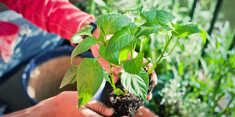 Utomhus Plantera om chiliplantor: Utomhus