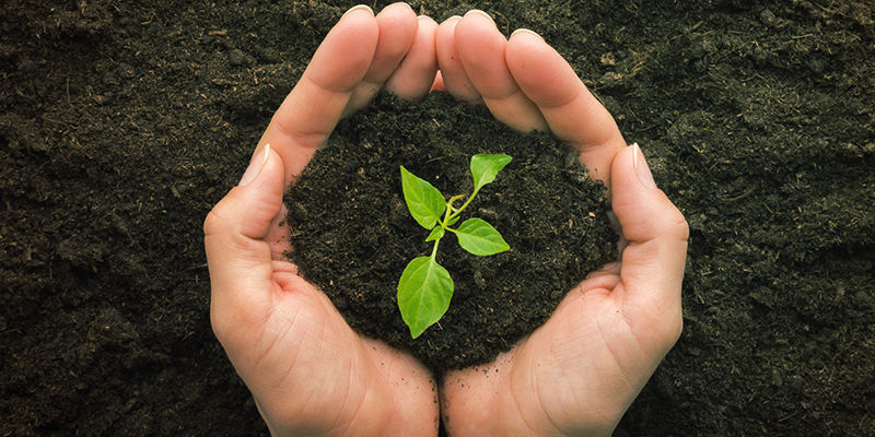 Vad är omplantering? Plantera om starka chiliplantor: Vad är omplantering?