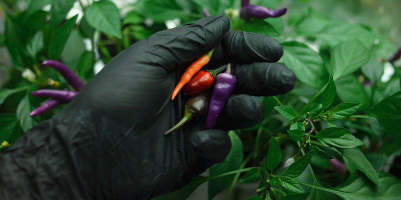 Ta det försiktigt med ditt capsaicin Take Care With Your Capsaicin