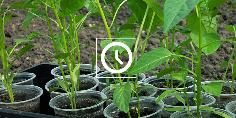 Hur lång tid tar det att klona chiliplantor? Hur lång tid tar det att klona chiliplantor?