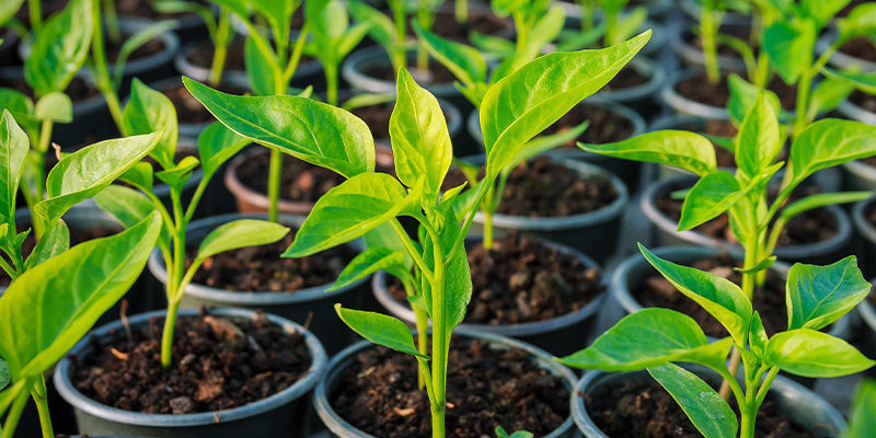 Varför klona starka chiliplantor? Varför klona starka chiliplantor?