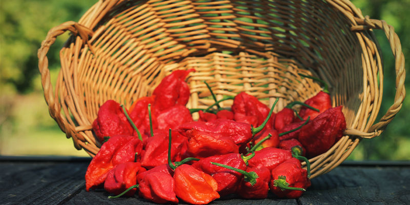 Vilka chili är bäst för att göra hemgjord chilisås? Vilka chili är bäst för att göra hemgjord chilisås?