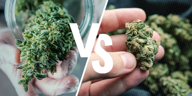 Raw Vs Decarbed Cannabis: What'S The Difference? Raw Vs Decarbed Cannabis: What'S The Difference?