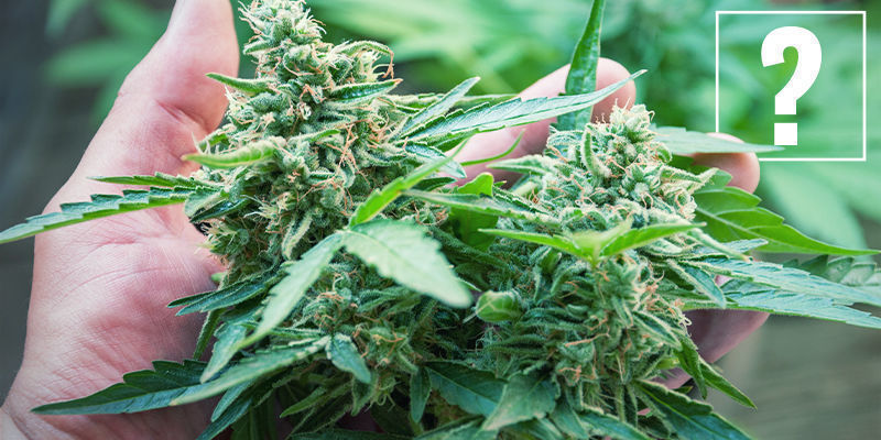 Vad är råa (eller sura) cannabinoider? What Are Raw (Or Acidic) Cannabinoids?