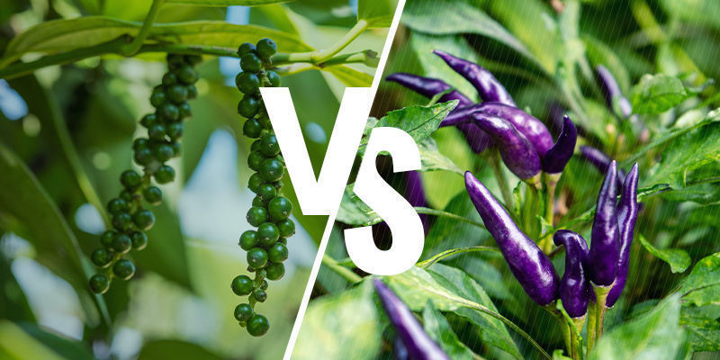 Peppar vs chili Pepper Vs Chili