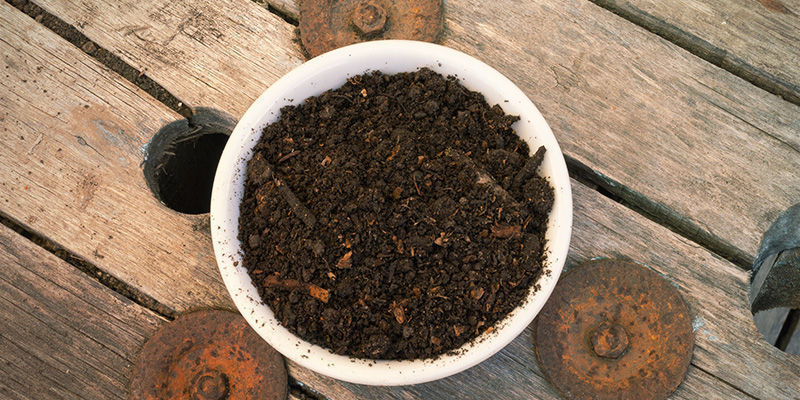 Metod: Övervintring av chiliplantor Metod: Övervintring av chiliplantor
